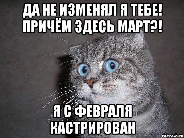 да не изменял я тебе! причём здесь март?! я с февраля кастрирован, Мем  удивлённый кот