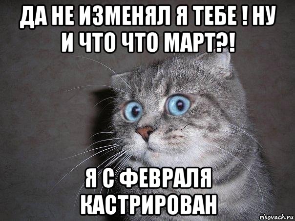 да не изменял я тебе ! ну и что что март?! я с февраля кастрирован, Мем  удивлённый кот