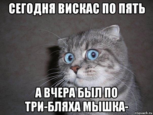 сегодня вискас по пять а вчера был по три-бляха мышка-, Мем  удивлённый кот