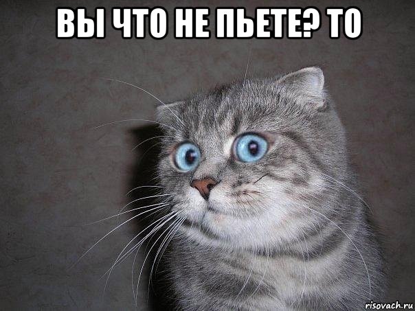 вы что не пьете? то , Мем  удивлённый кот