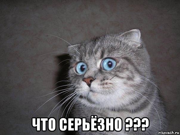  что серьёзно ???, Мем  удивлённый кот