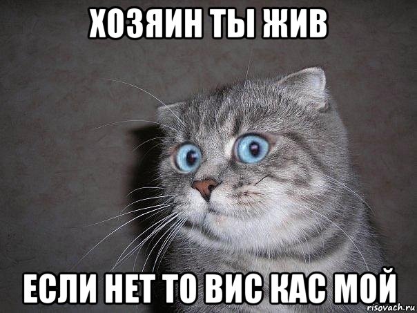 хозяин ты жив если нет то вис кас мой, Мем  удивлённый кот