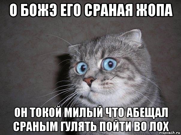 о божэ его сраная жопа он токой милый что абещал сраным гулять пойти во лох, Мем  удивлённый кот