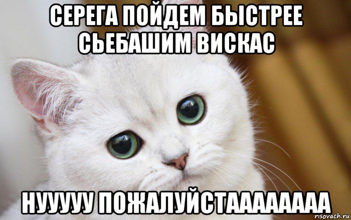 серега пойдем быстрее сьебашим вискас нууууу пожалуйстаааааааа, Мем  В мире грустит один котик