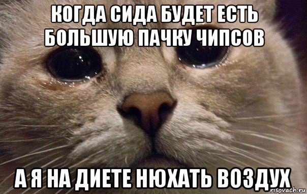 когда сида будет есть большую пачку чипсов а я на диете нюхать воздух, Мем   В мире грустит один котик