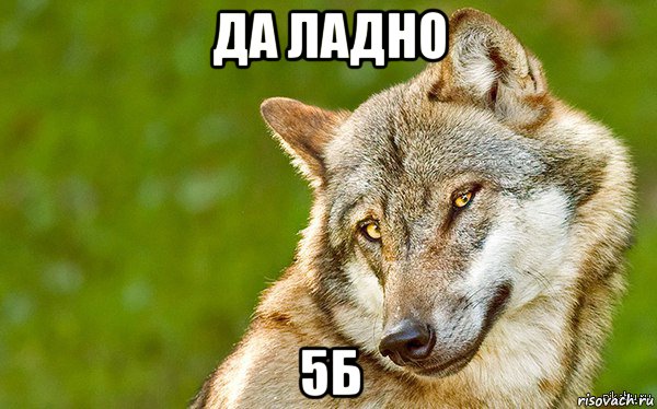 да ладно 5б, Мем   Volf