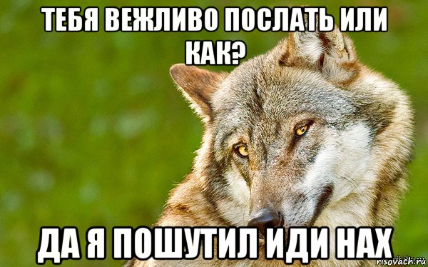 тебя вежливо послать или как? да я пошутил иди нах, Мем   Volf