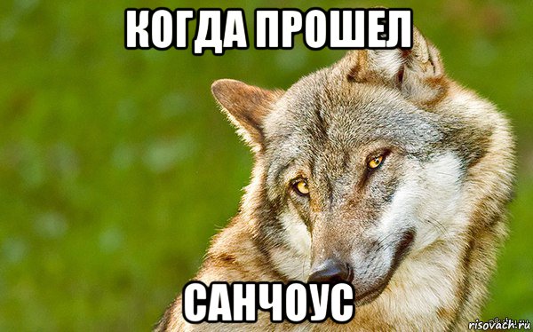 когда прошел санчоус, Мем   Volf