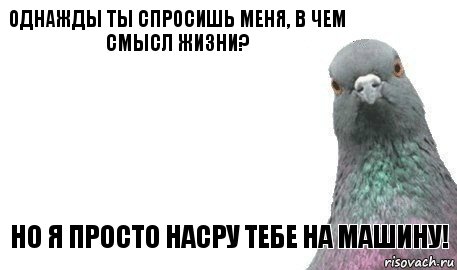 Однажды ты спросишь меня, в чем смысл жизни? Но я просто насру тебе на машину!, Комикс Голубь 1