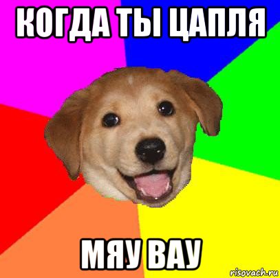 когда ты цапля мяу вау, Мем Advice Dog