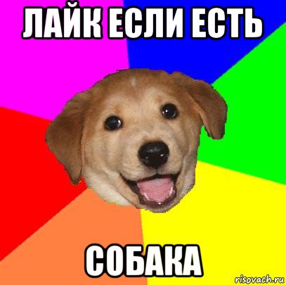 лайк если есть собака, Мем Advice Dog