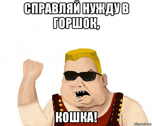 справляй нужду в горшок, кошка!