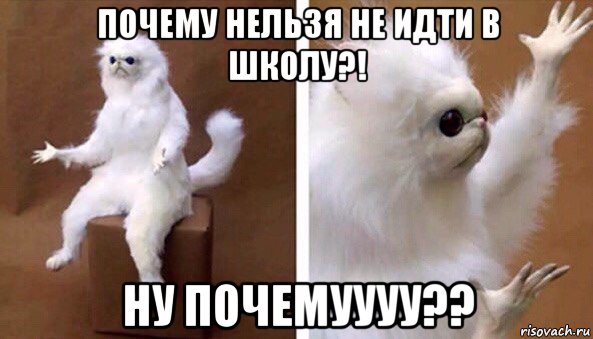 почему нельзя не идти в школу?! ну почемуууу??, Мем Чучело кота