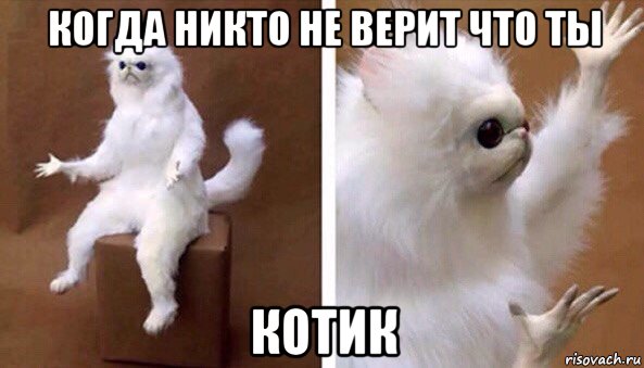 когда никто не верит что ты котик, Мем Чучело кота