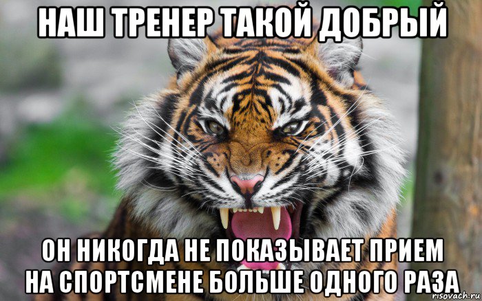 наш тренер такой добрый он никогда не показывает прием на спортсмене больше одного раза, Мем ДЕРЗКИЙ ТИГР