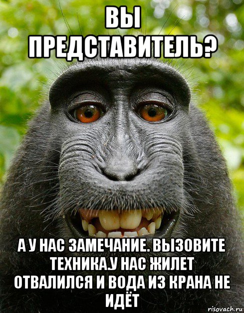 вы представитель? а у нас замечание. вызовите техника.у нас жилет отвалился и вода из крана не идёт, Мем  Довольная обезьяна