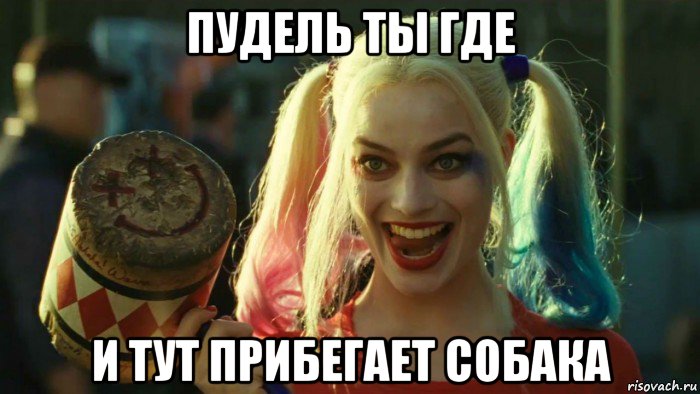 пудель ты где и тут прибегает собака, Мем    Harley quinn