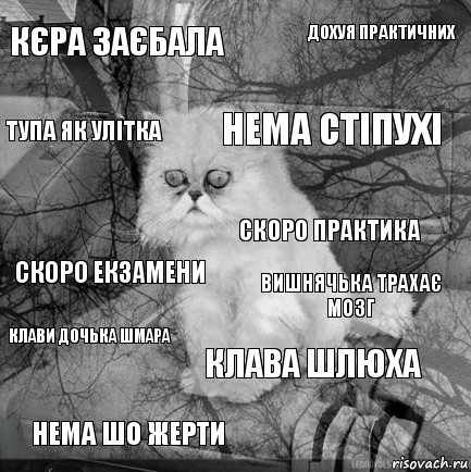 кєра заєбала вишнячька трахає мозг нема стіпухі нема шо жерти скоро екзамени дохуя практичних клава шлюха тупа як улітка Клави дочька шмара скоро практика, Комикс  кот безысходность