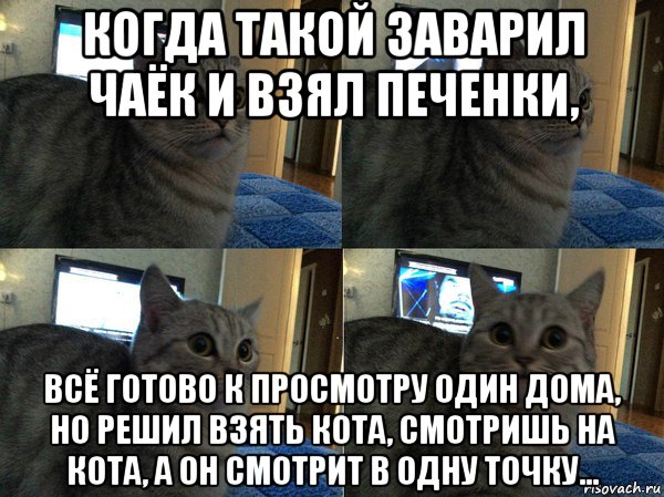 когда такой заварил чаёк и взял печенки, всё готово к просмотру один дома, но решил взять кота, смотришь на кота, а он смотрит в одну точку..., Мем  Кот в шоке