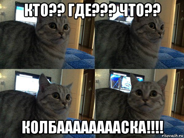 кто?? где??? что?? колбааааааааска!!!!, Мем  Кот в шоке