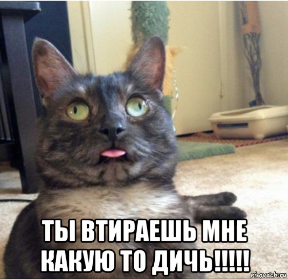  ты втираешь мне какую то дичь!!!!!, Мем   Кот завис