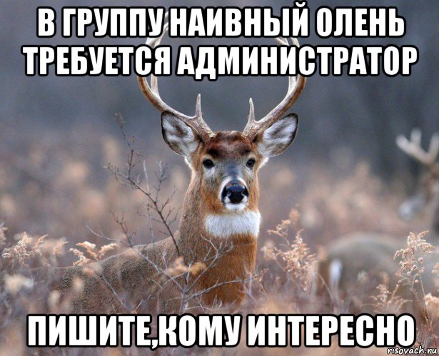 в группу наивный олень требуется администратор пишите,кому интересно, Мем   Наивный олень