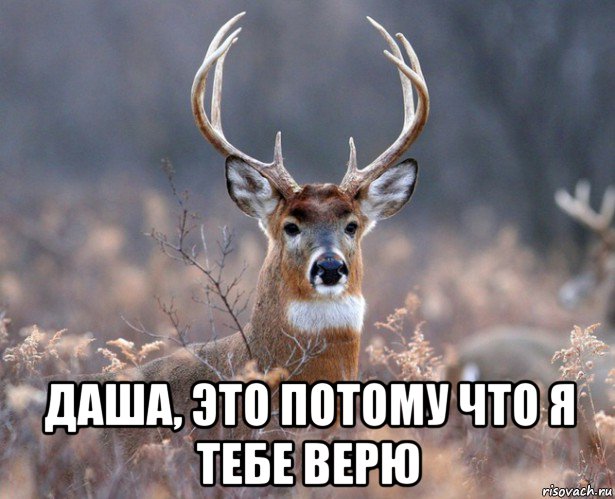  даша, это потому что я тебе верю, Мем   Наивный олень