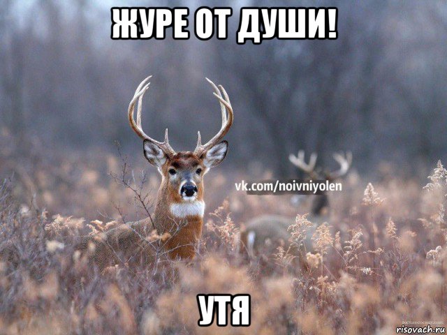 журе от души! утя, Мем Наивный Олень vk