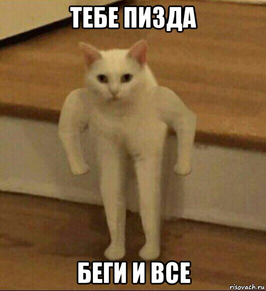 тебе пизда беги и все, Мем  Полукот