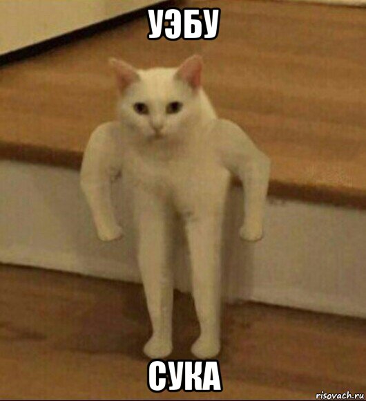 уэбу сука, Мем  Полукот