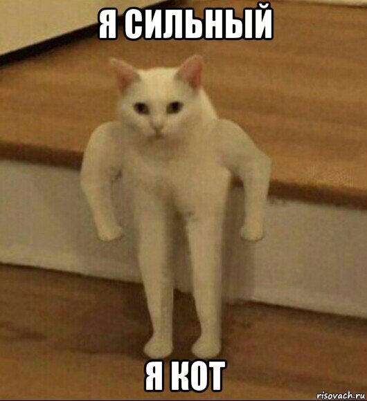 я сильный я кот, Мем  Полукот