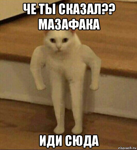 че ты сказал?? мазафака иди сюда, Мем  Полукот