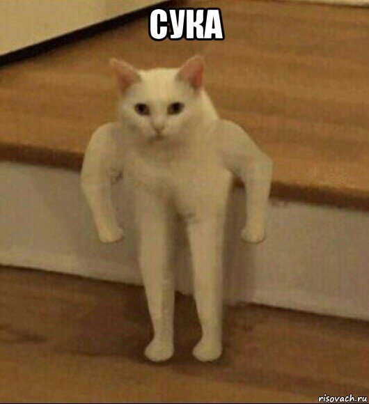 сука , Мем  Полукот