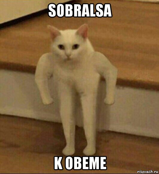 sobralsa k obeme, Мем  Полукот