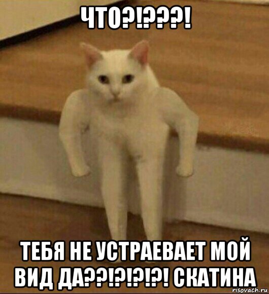 что?!???! тебя не устраевает мой вид да??!?!?!?! скатина, Мем  Полукот