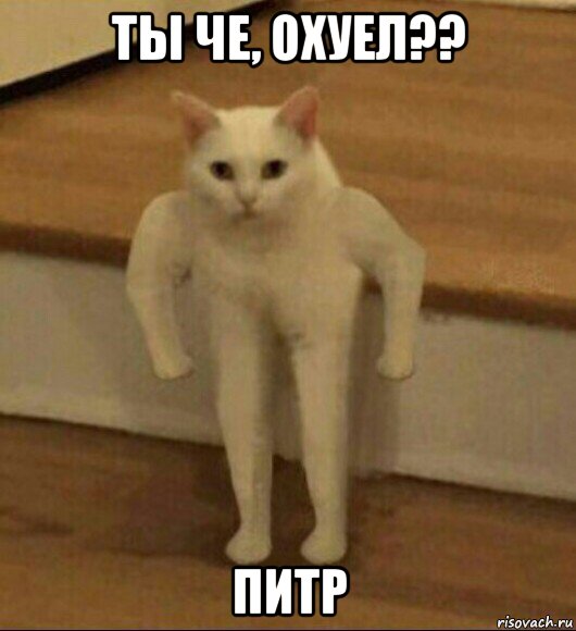 ты че, охуел?? питр, Мем  Полукот