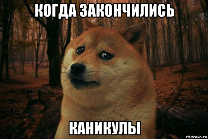 когда закончились каникулы, Мем SAD DOGE