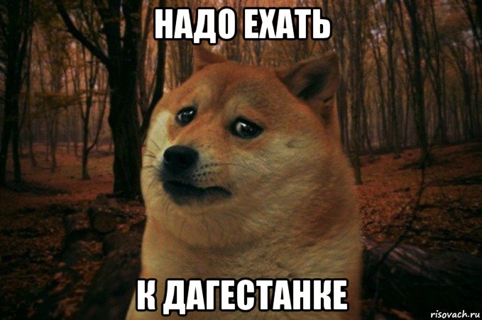 надо ехать к дагестанке, Мем SAD DOGE