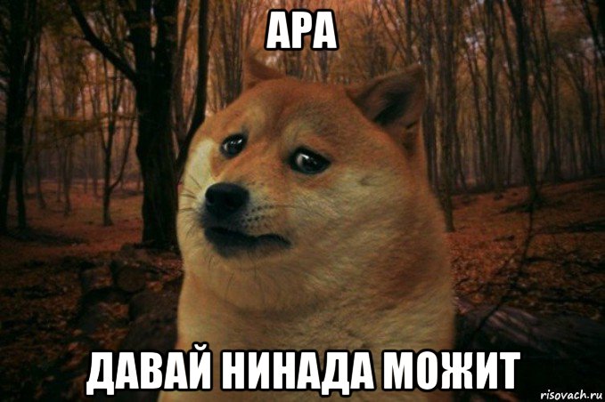 ара давай нинада можит, Мем SAD DOGE