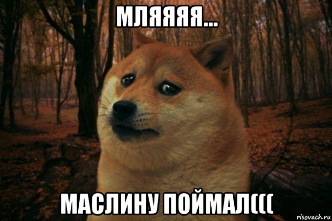 мляяяя... маслину поймал(((, Мем SAD DOGE