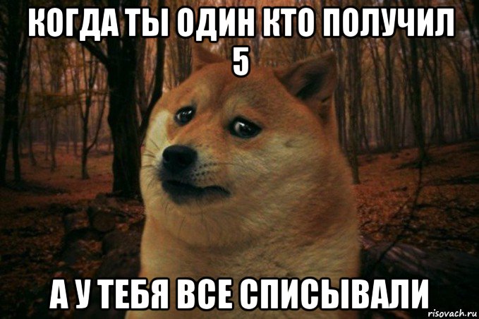 когда ты один кто получил 5 а у тебя все списывали, Мем SAD DOGE