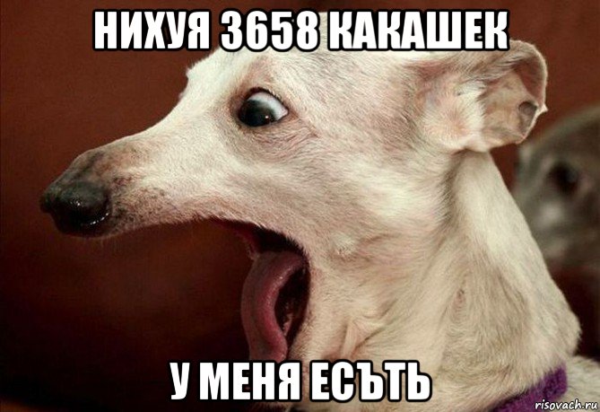 нихуя 3658 какашек у меня есъть, Мем  собака