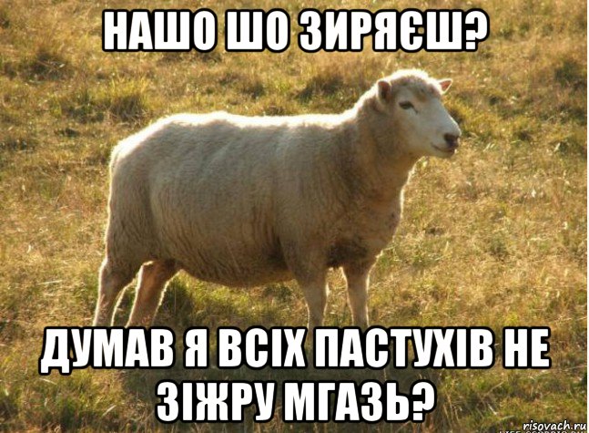 нашо шо зиряєш? думав я всіх пастухів не зіжру мгазь?, Мем Типичная овца