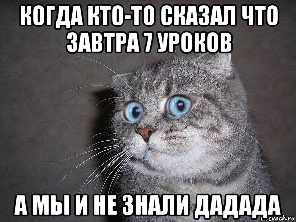 когда кто-то сказал что завтра 7 уроков а мы и не знали дадада, Мем  удивлённый кот