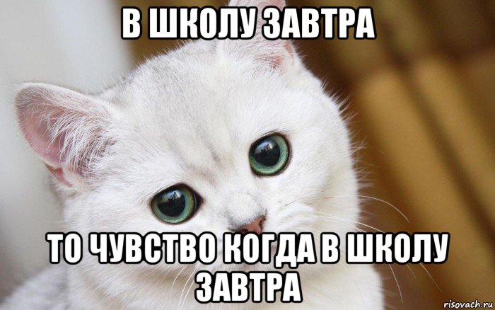 в школу завтра то чувство когда в школу завтра, Мем  В мире грустит один котик