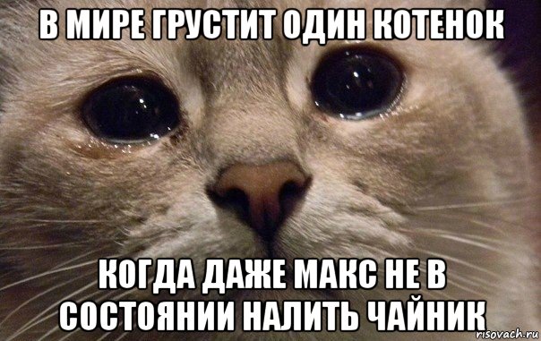 в мире грустит один котенок когда даже макс не в состоянии налить чайник, Мем   В мире грустит один котик