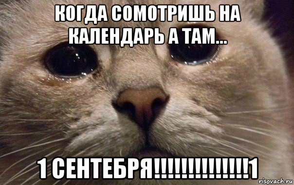 когда сомотришь на календарь а там... 1 сентебря!!!!!!!!!!!!!!1, Мем   В мире грустит один котик