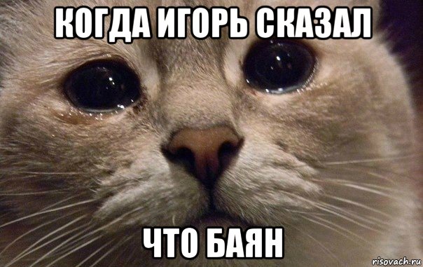 когда игорь сказал что баян, Мем   В мире грустит один котик