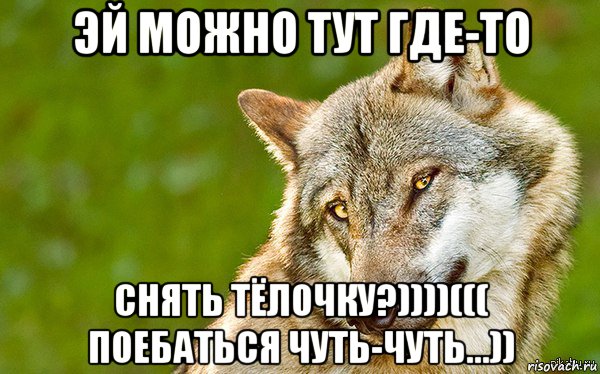 эй можно тут где-то снять тёлочку?))))((( поебаться чуть-чуть...)), Мем   Volf