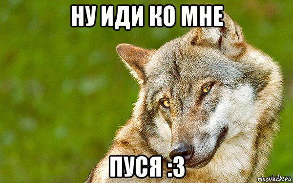 ну иди ко мне пуся :3, Мем   Volf